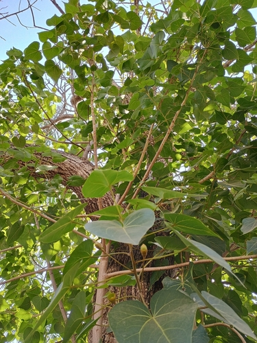 Indian tulip tree