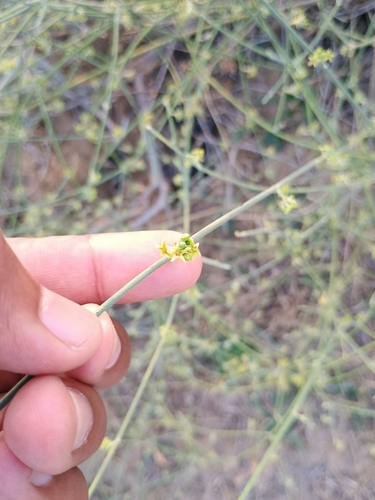 Image of Leptadenia Pyrotechnica (Leptadenia pyrotechnica) by (c) देवेन्द्र/Devendra, some rights reserved (CC BY)