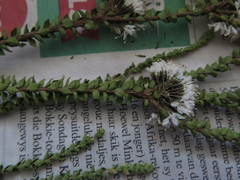 Agathosma roodebergensis