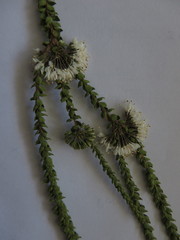 Agathosma roodebergensis