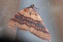 Larentia apotoma