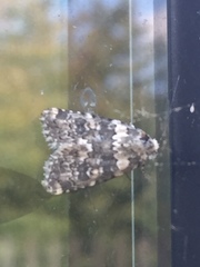 Bryophila domestica