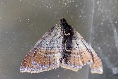 Larentia apotoma