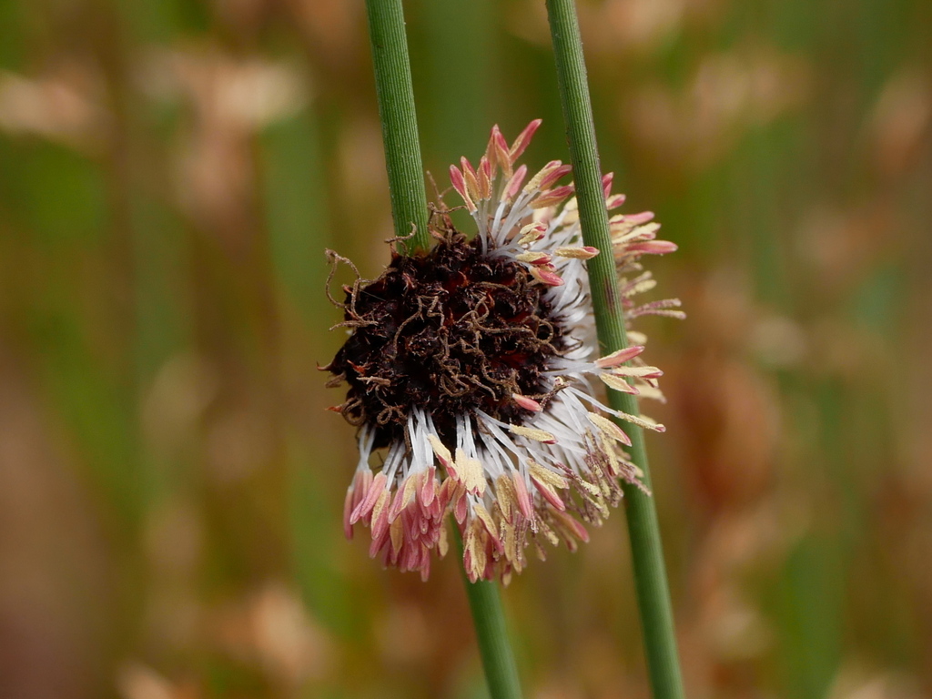 Chorizandra multiarticulata