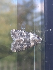 Bryophila domestica
