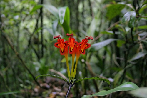 Aeschynanthus speciosus