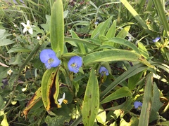 Commelina virginica