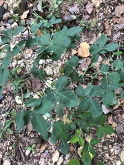Crotalaria natalensis
