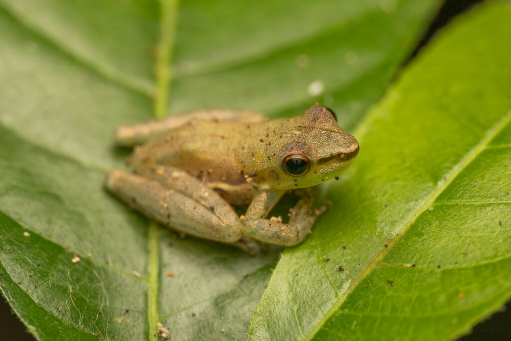 Tarauaca Snouted Treefrog