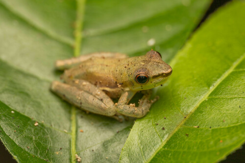 Tarauaca Snouted Treefrog
