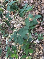 Crotalaria natalensis