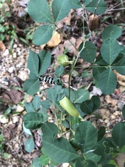Crotalaria natalensis