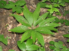 Helleborus purpurascens