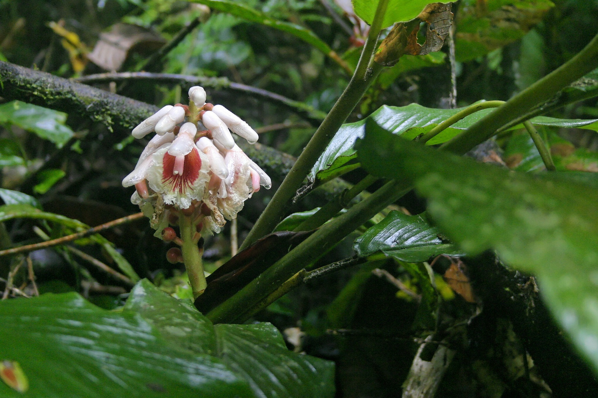 Alpinia havilandii K.Schum. 2
