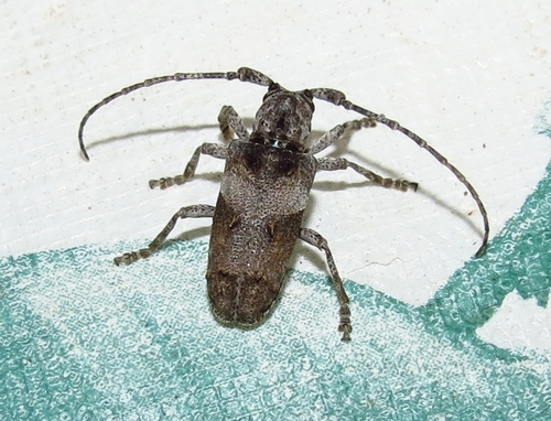 Idactus multifasciculatus