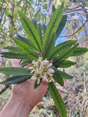 Tawari (Ixerba brexioides)