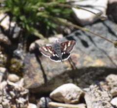 Heliothodes diminutiva