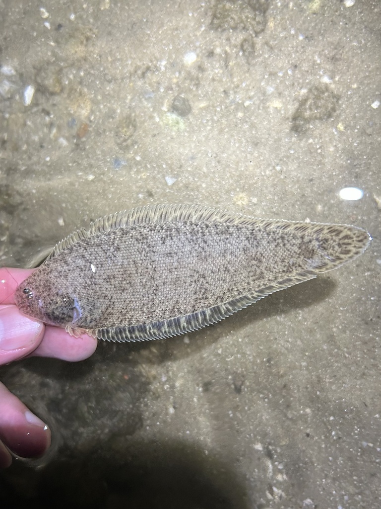 Blackcheek Tonguefish