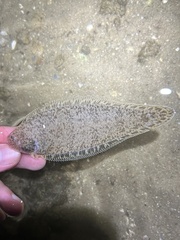 Blackcheek Tonguefish photo 1