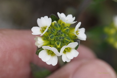 Draba glabella