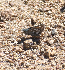 Hesperia juba