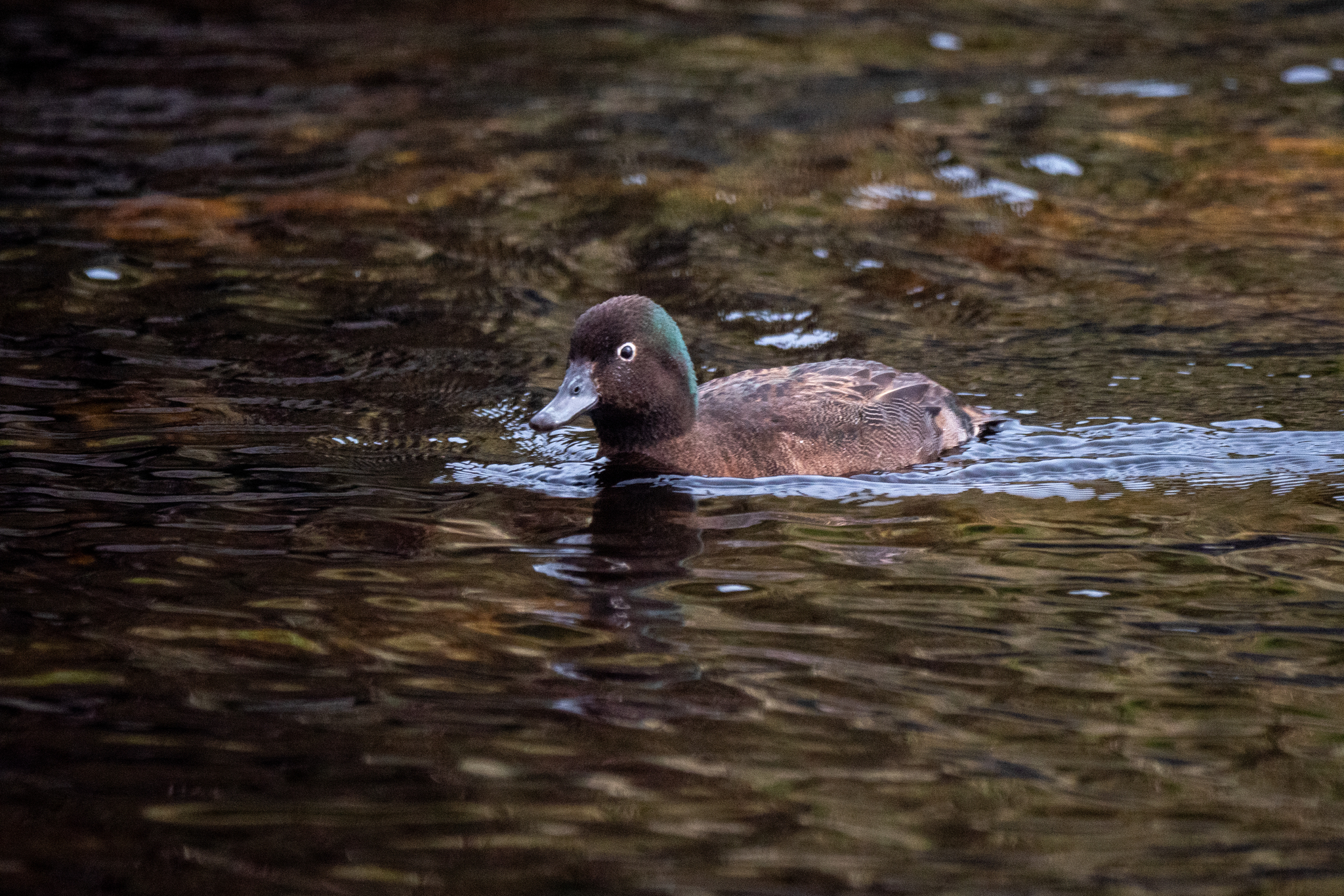 Campbell Teal (Anas nesiotis), photo 6