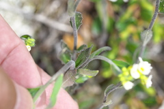 Draba glabella
