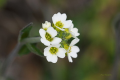 Draba glabella