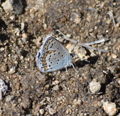 Plebejus fridayi