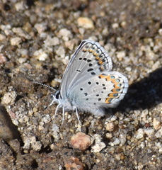 Plebejus fridayi
