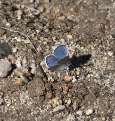 Plebejus fridayi