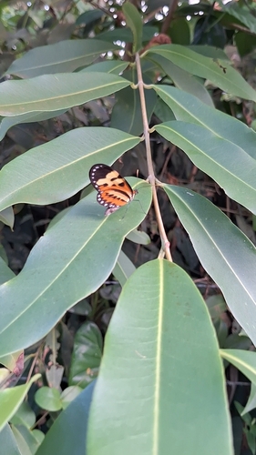 Polymnia Tigerwing photo 4