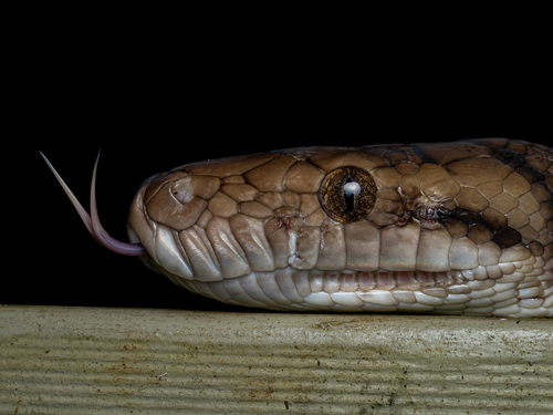 Australian Scrub Python sighting
