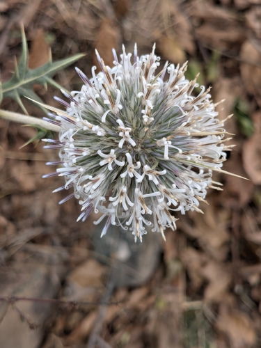 Image of Echinops spinosissimus by (c) Rhonda Ridley, some rights reserved (CC BY-SA)