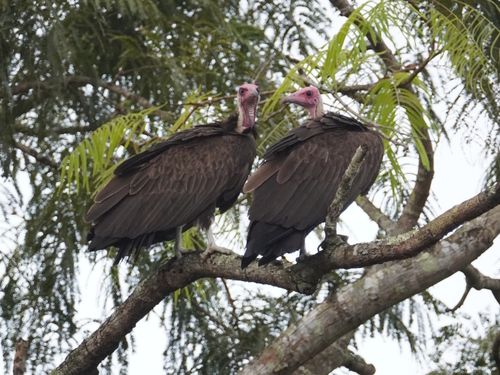 Hooded Vulture