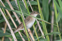 Helopsaltes certhiola