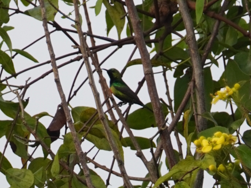Beautiful Sunbird