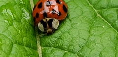 Harmonia axyridis