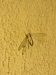 Distoleon tetragrammicus