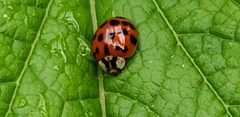 Harmonia axyridis