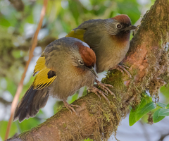 Silver-Eared Laughingthrush photo 1
