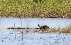 Phrynops geoffroanus