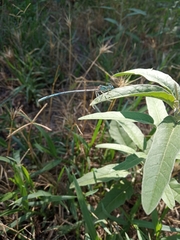 Platycnemis