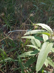 Platycnemis