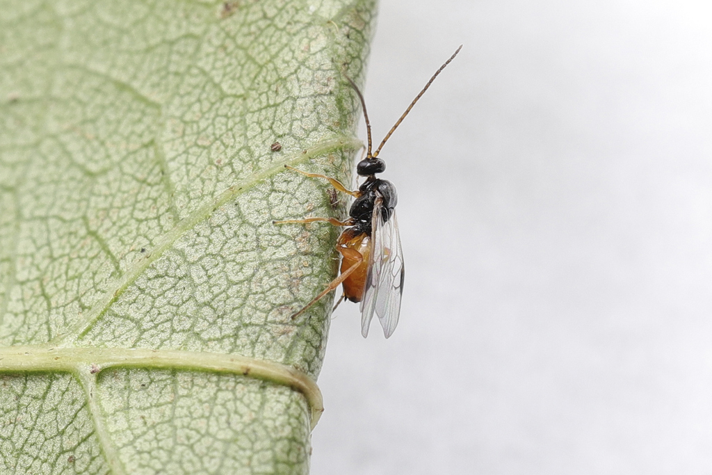 Cotesia miyoshii