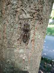 Cicada orni