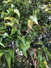 Dioscorea sylvatica