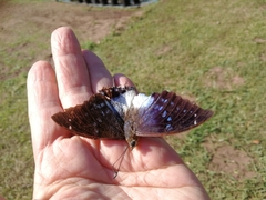 Charaxes