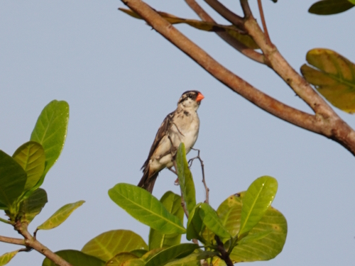 Pin-tailed Whydah