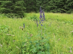 Delphinium elatum